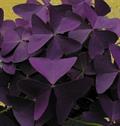 Oxalis regnellii